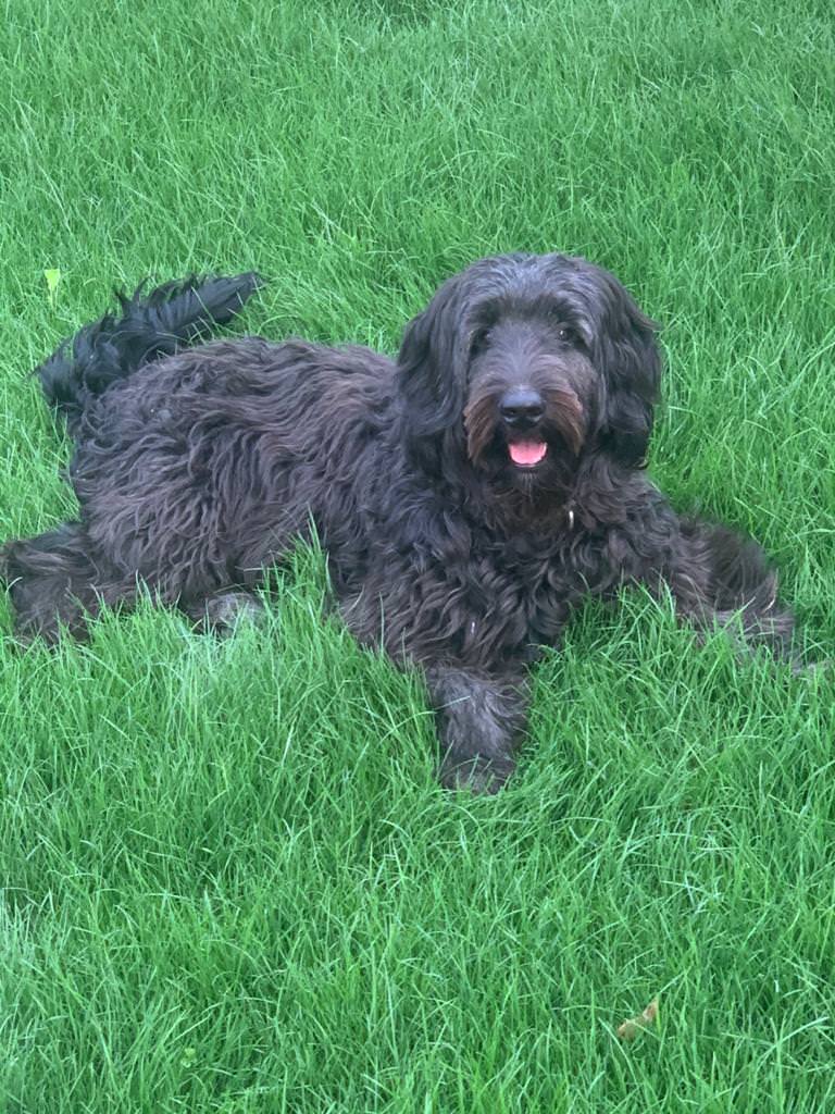 Tiergestützte Therapie Emmerich - Therapiehund Joy Tiergestützte Therapie Emmerich - Therapiehund Joy